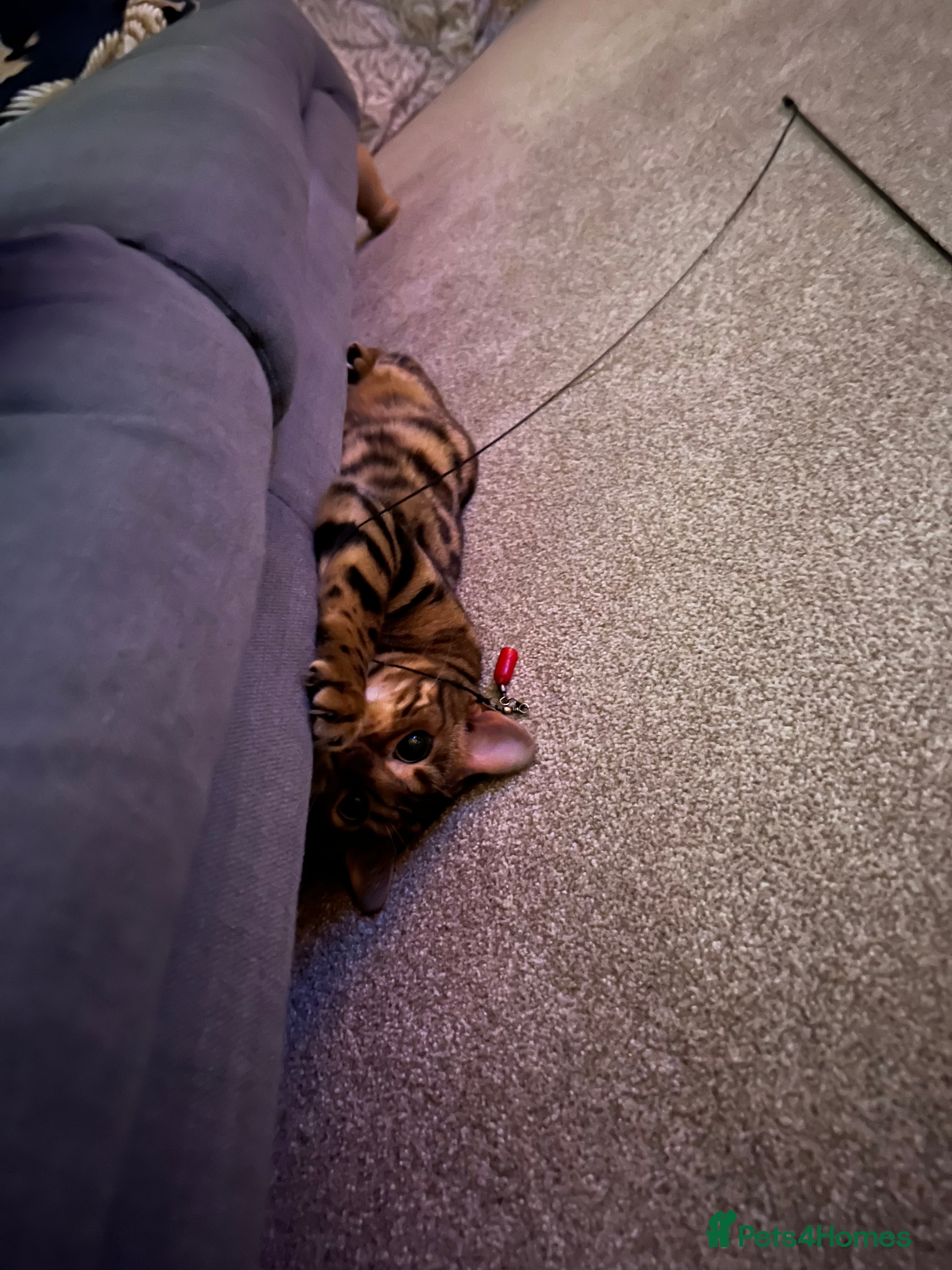 Bengal cats for sale: Beautiful Bengal 3 year old Girl - Advert 2