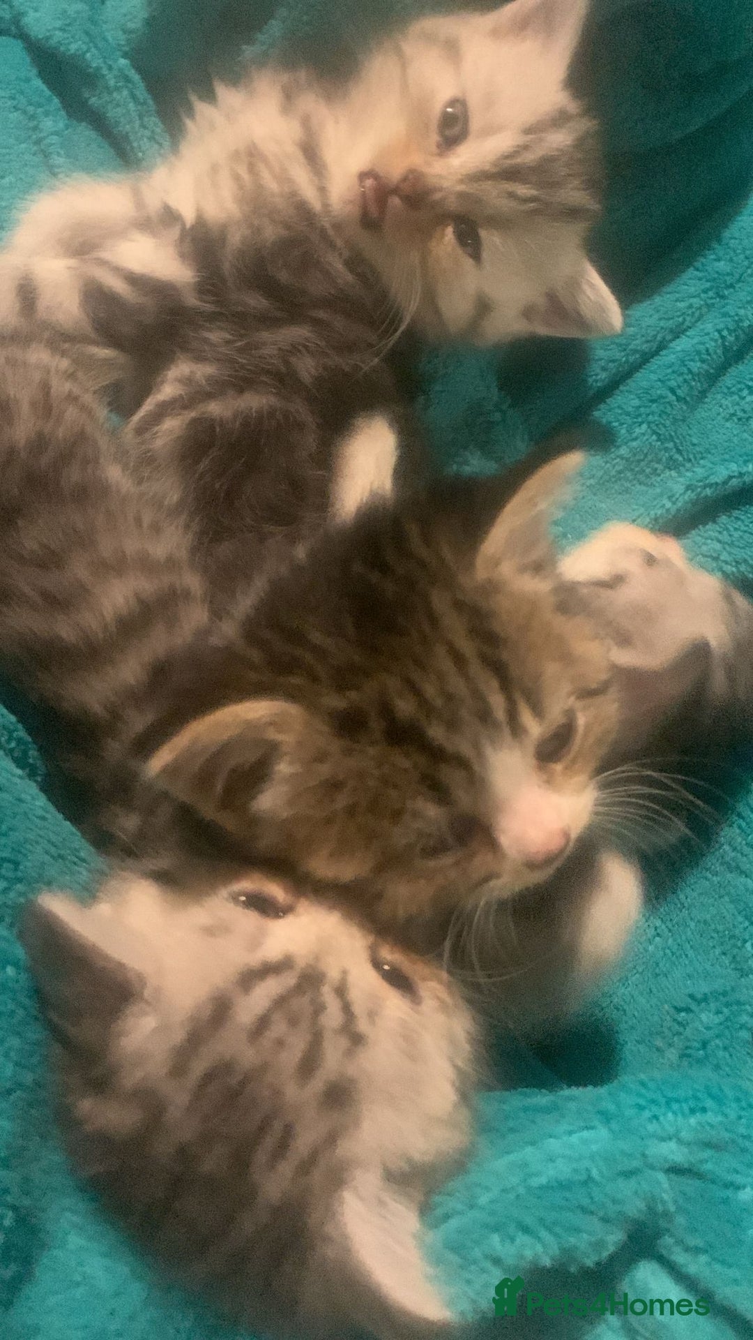 British Shorthair cats for sale: Rare silver tip British shorthair kittens - Advert 16