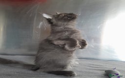 Maine Coon cats for sale: solid boys polydact maine coon  - Image 10