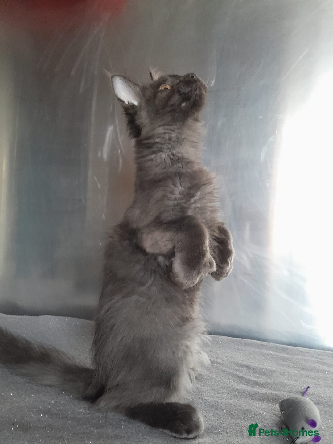 Maine Coon cats for sale: solid boys polydact maine coon  - Image 10