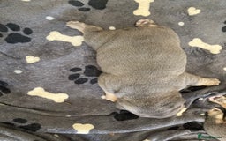English Bulldog dogs for sale: New English bull dogs  - Image 4
