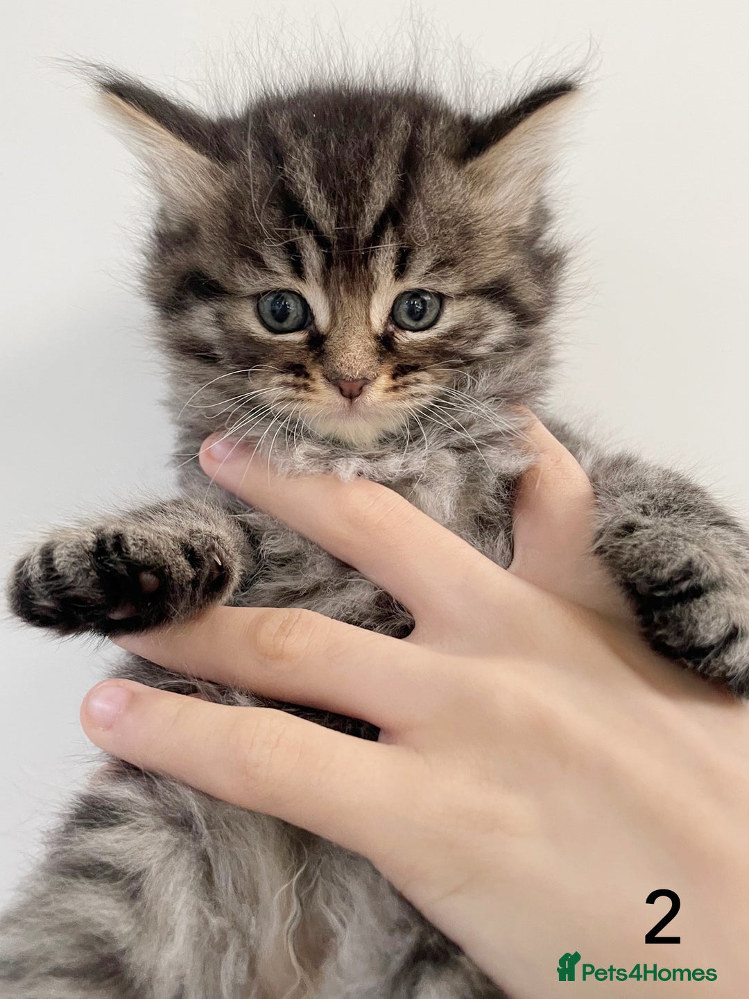 Siberian cats for sale: Siberian kittens for sale - Advert 4