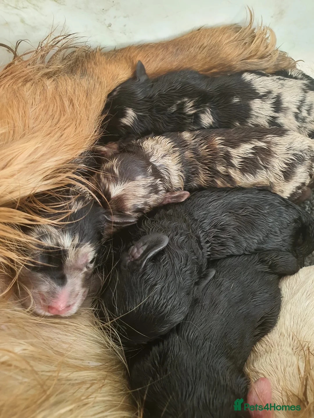 Miniature Poodle dogs for stud: Miniature poodle blue merle for stud in Bradford - Advert 17