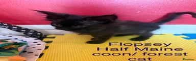 Maine Coon 5