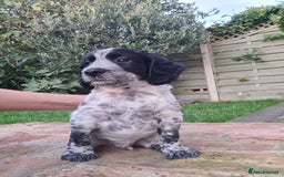 Cocker Spaniel dogs for sale: Exceptional Working Cocker Spaniel Pups – KC Reg - Image 5