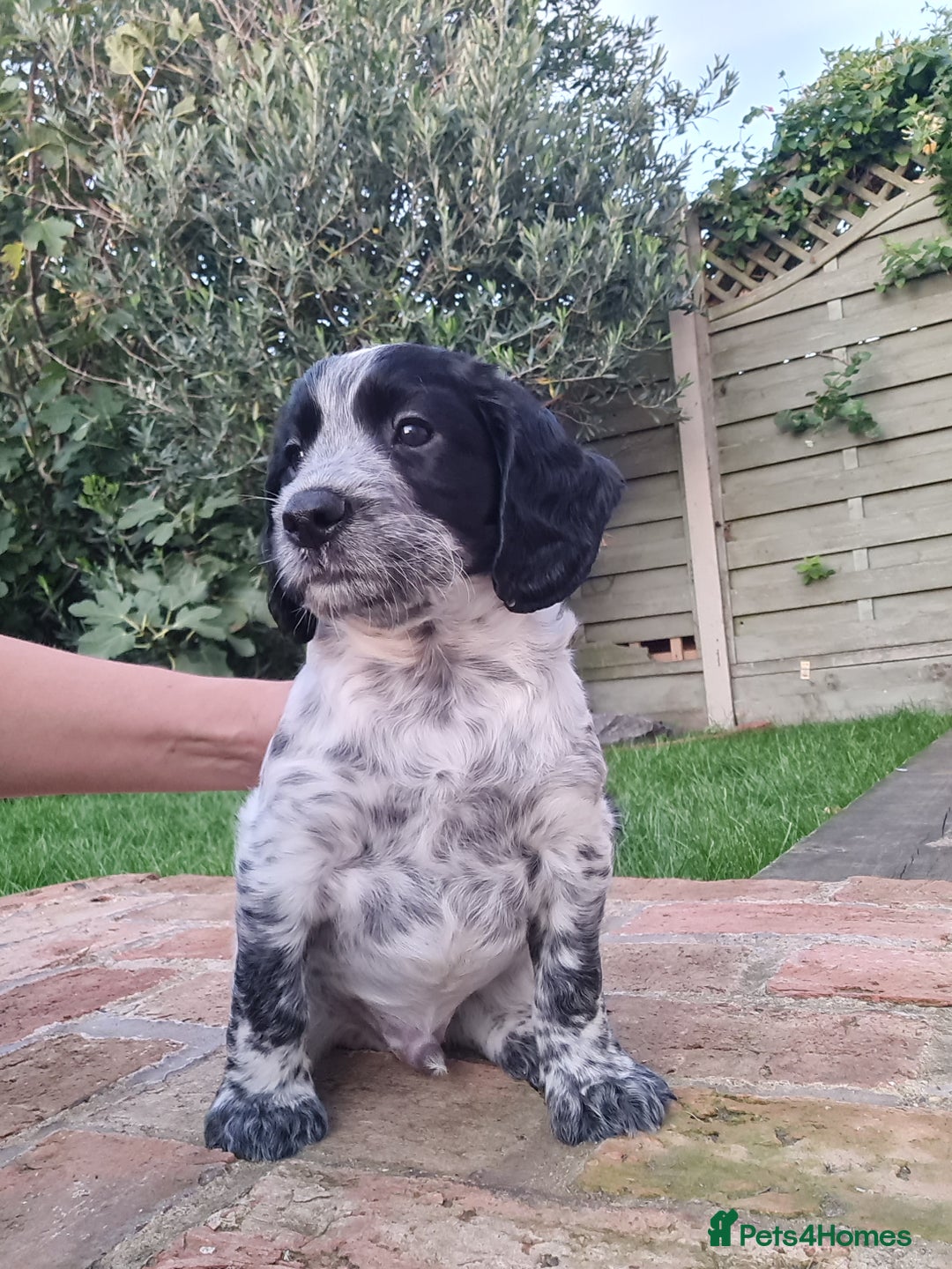 Cocker Spaniel dogs for sale: Exceptional Working Cocker Spaniel Pups – KC Reg - Image 5