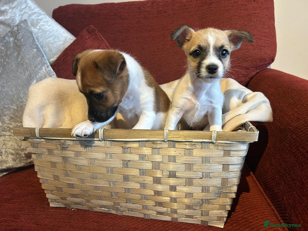 Jack Russell dogs for sale: Beautiful Jack Russel Puppies  - Image 2