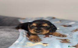 Cocker Spaniel dogs for sale: Beautiful show type cocker spaniel puppies  - Image 14