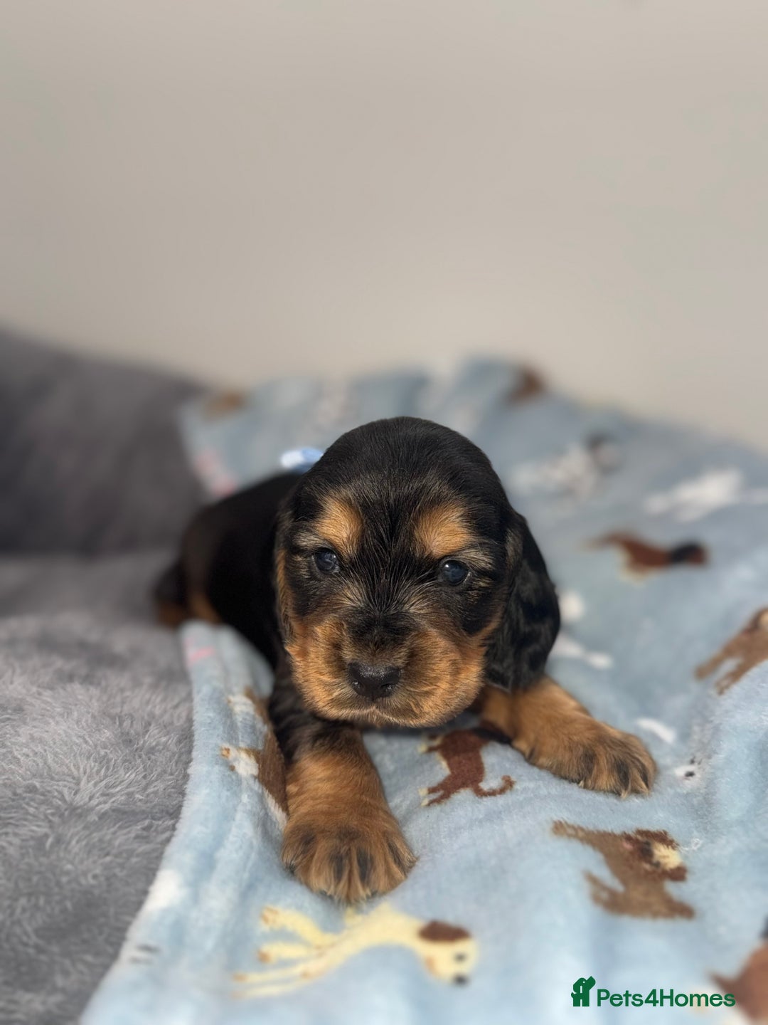 Cocker Spaniel dogs for sale: Beautiful show type cocker spaniel puppies  - Image 14