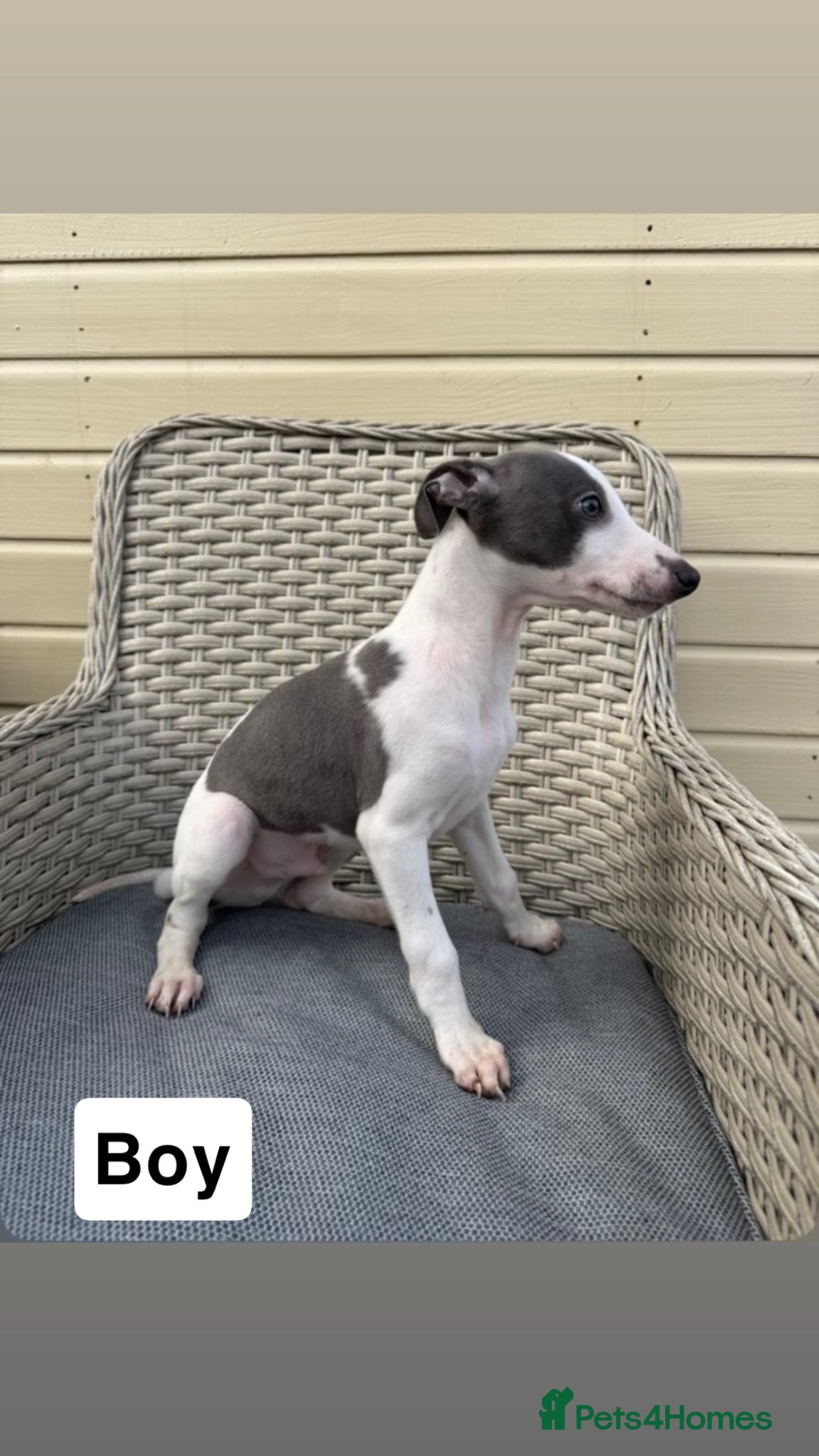 Whippet dogs Whippet For Sale  - Advert 6