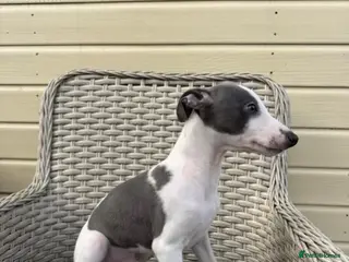 Whippet dogs Whippet For Sale - Advert 6