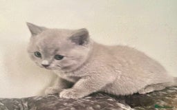British Shorthair cats for sale: Two cuddly blue boys from loving family home - Image 12