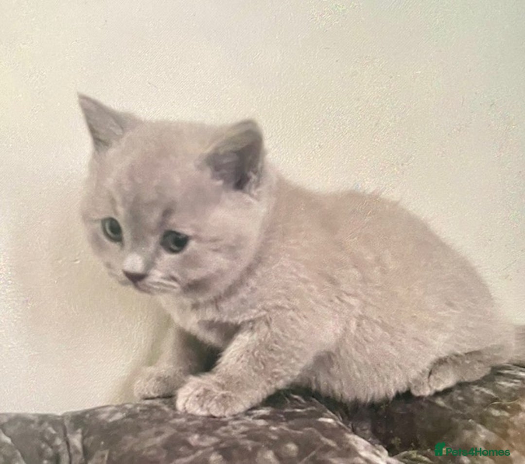 British Shorthair cats for sale: Two cuddly blue boys from loving family home - Image 12