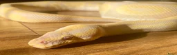 Python Snake reptiles for sale: Ball pythons looking for new home  - Advert 11