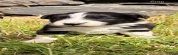 Border Collie dogs for sale: 6 Beautiful Border Collie puppies for Sale - Advert 6