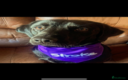 Labrador Retriever dogs for sale: Shadow 2 year old black Labrador  - Image 2