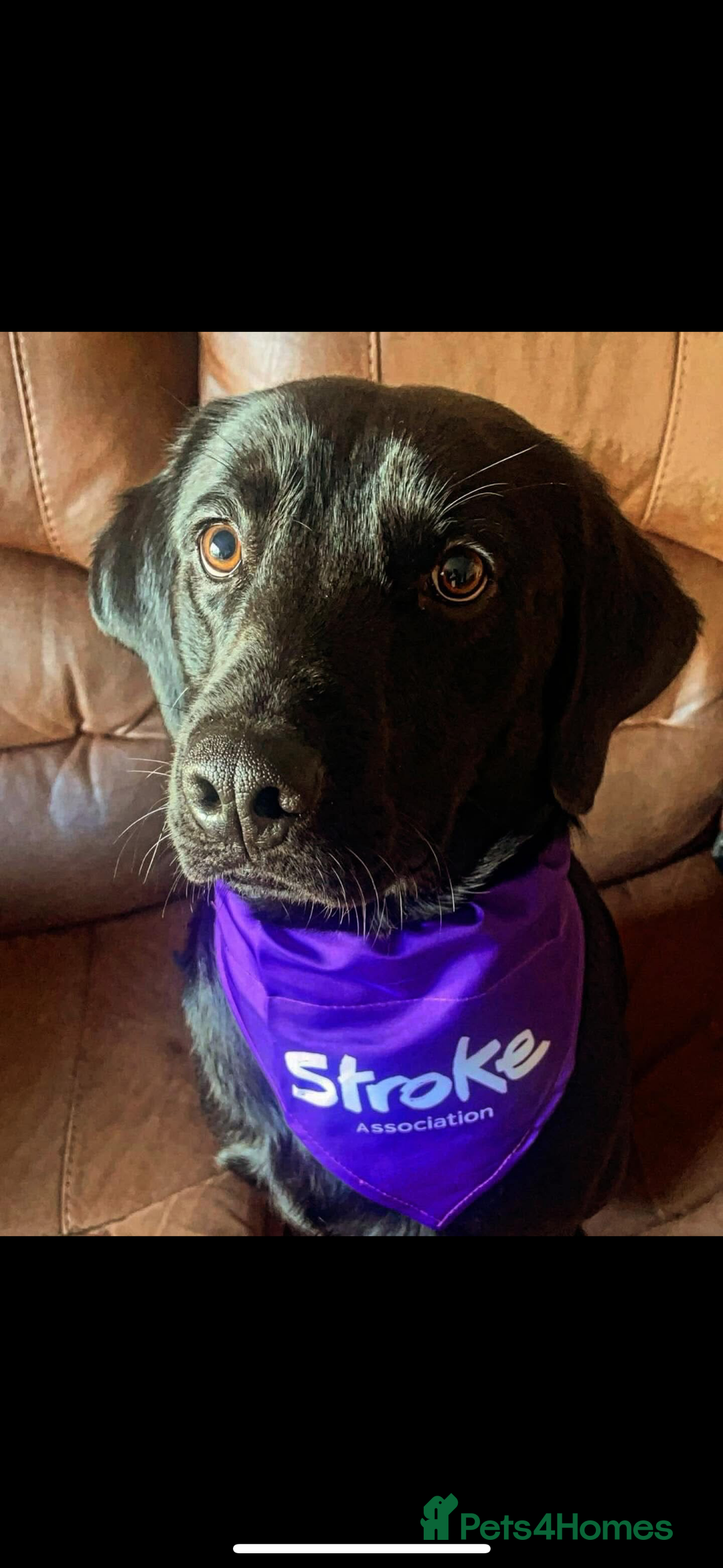 Labrador Retriever dogs for sale: Shadow 2 year old black Labrador  - Image 2