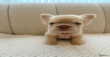 French Bulldog dogs - Advert 10