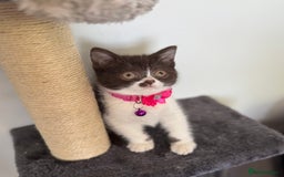 British Shorthair cats for sale: Top quality GCCF reg BSH grand champion lines - Image 16