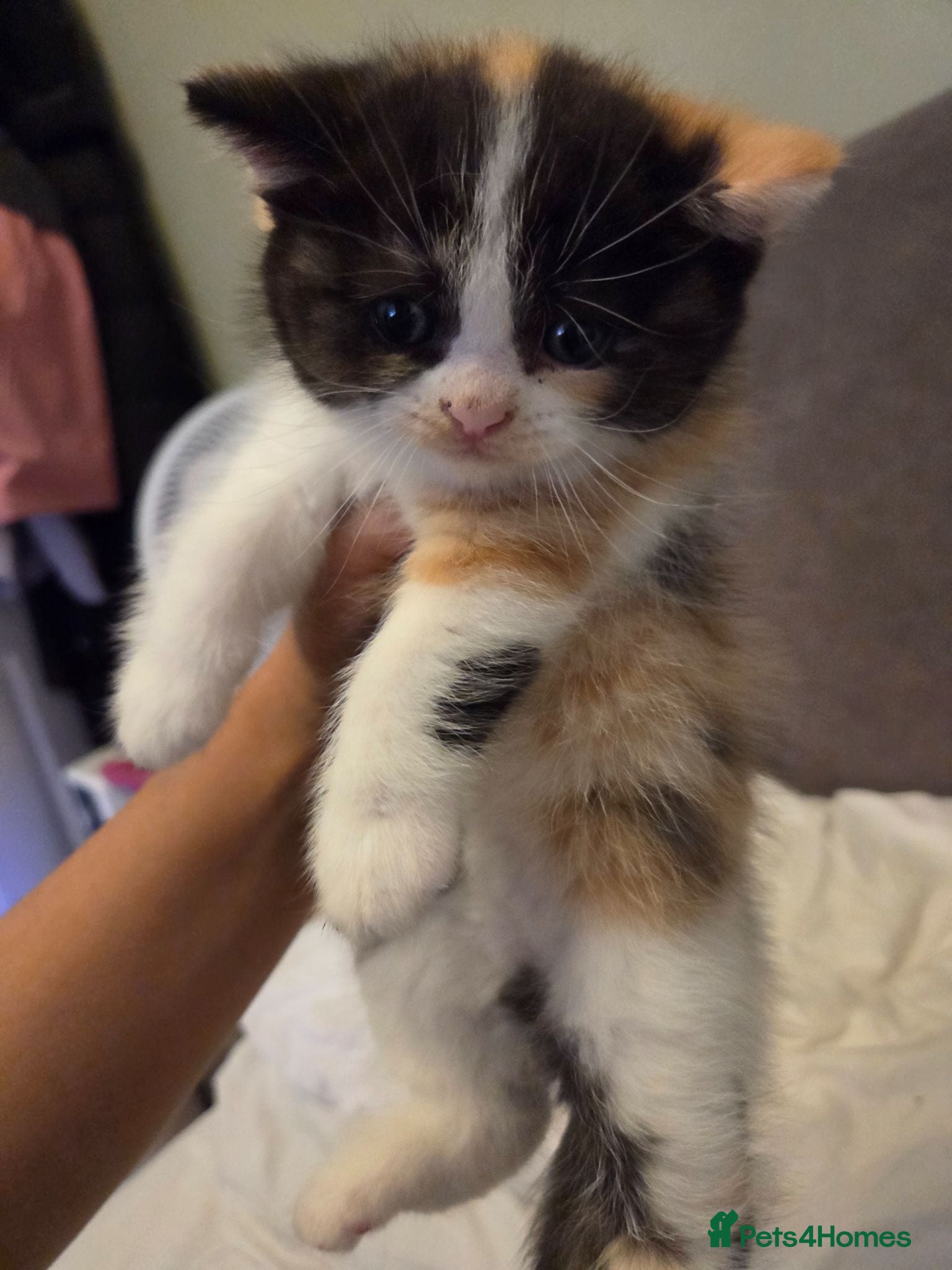 Mixed Breed cats Cute fluffy Persian kittens 😸 💖  - Advert 2