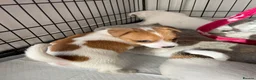 Jack Russell dogs for sale: Jack Russel Girls for sale  - Advert 8