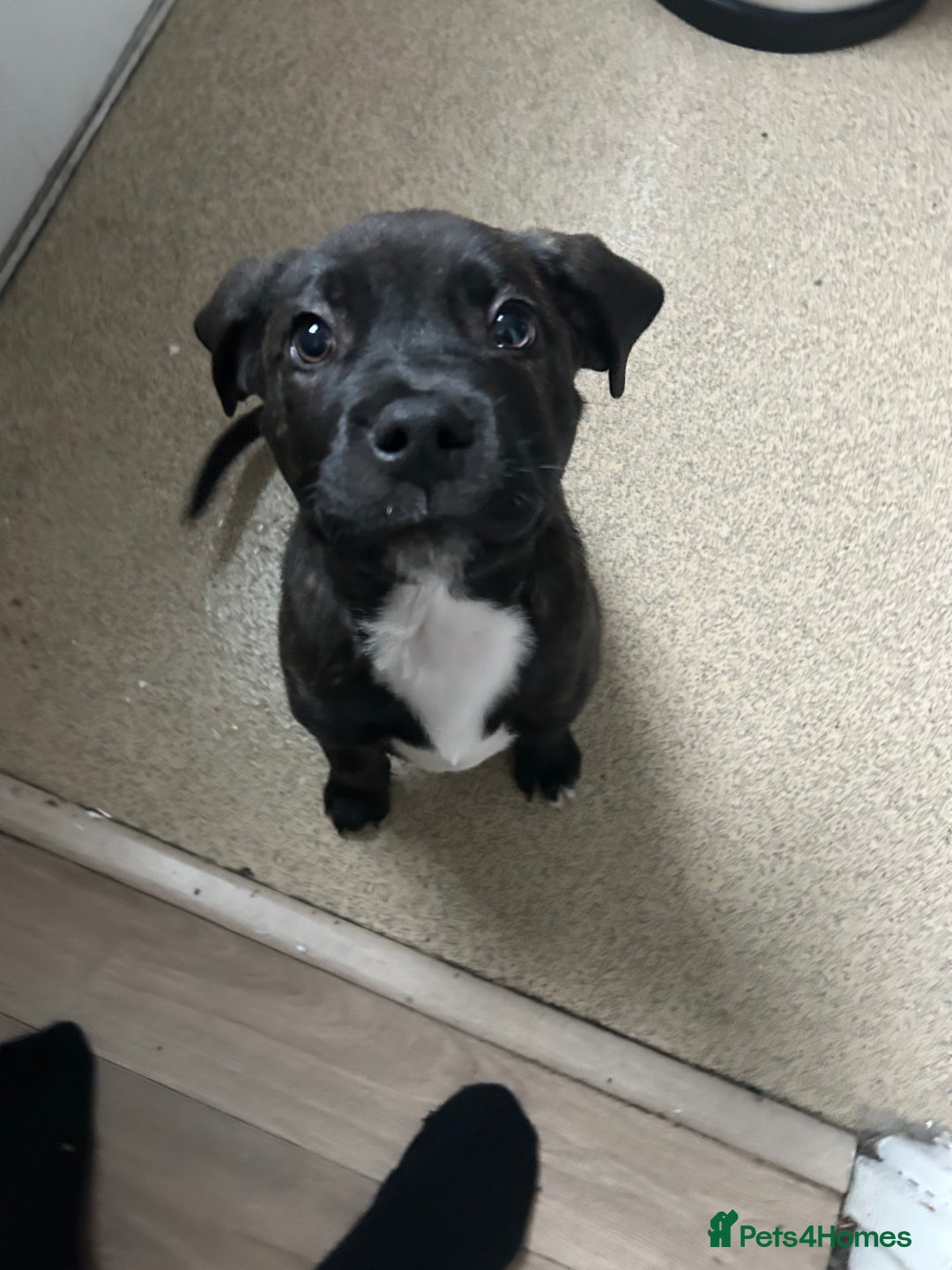 Mixed Breed dogs for sale: Staffi x rotti 15 weeks old - Image 4