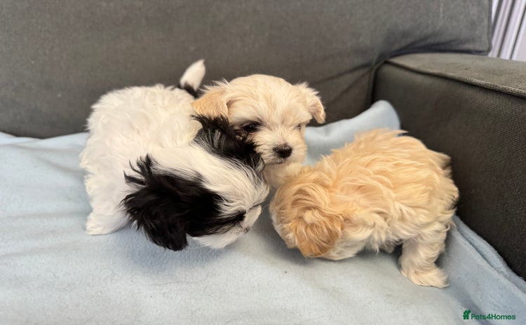Morkie dogs - Advert 1