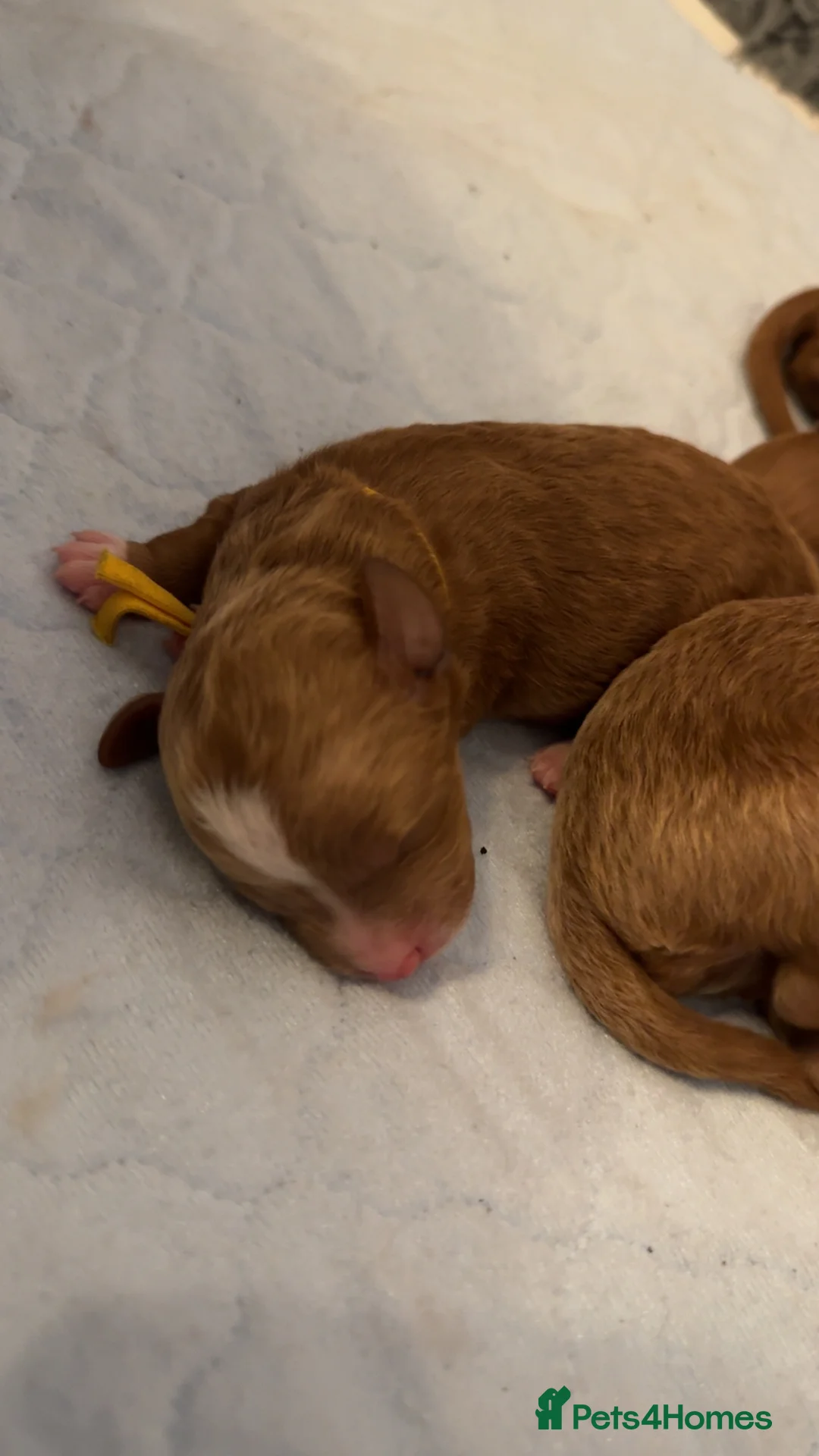 Australian Labradoodle dogs for sale: Australian Labradoodle puppies  - Advert 9