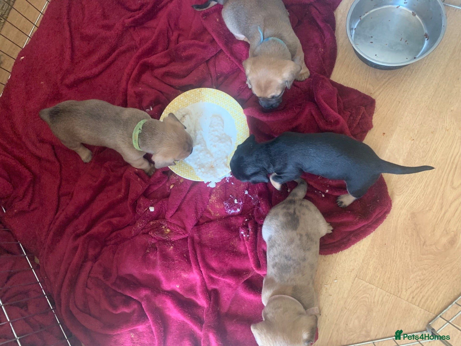 Mixed Breed dogs 4 French wieners  - Advert 2