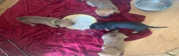 Mixed Breed dogs for sale: 4 French wieners  in Lincoln - Advert 1