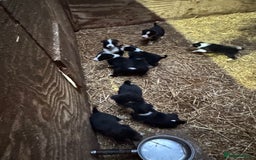 Mixed Breed dogs for sale: Sheepdog puppies for sale - Image 2