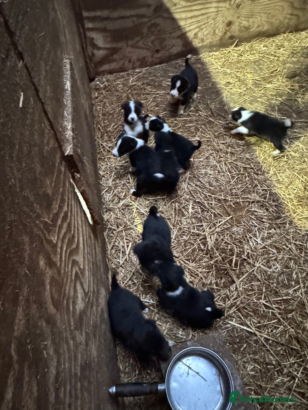 Mixed Breed dogs for sale: Sheepdog puppies for sale - Image 2