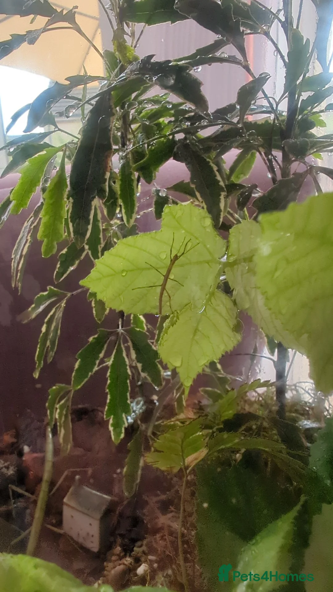 Stick Insects invertebrates for sale: 10 Baby Stick Insect Hatchlings  in Newton Abbot - Advert 2