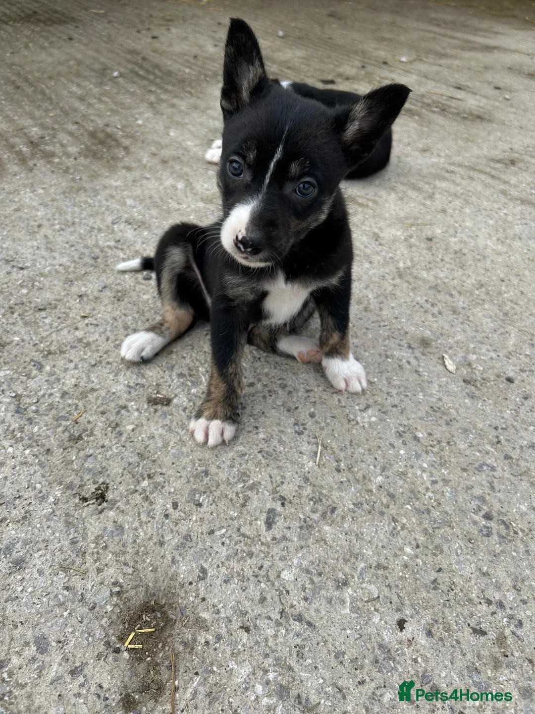 Mixed Breed dogs for sale: 4 pups looking for new homes  - Advert 1