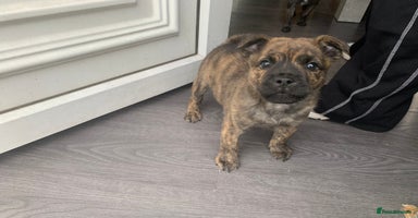 Mixed Breed dogs - Advert 4