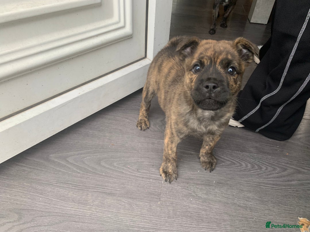 Mixed Breed dogs for sale: Mixed breed foster pup - Image 2