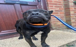 Mixed Breed dogs for adoption: Jack - Norwich Norfolk  - Image 7