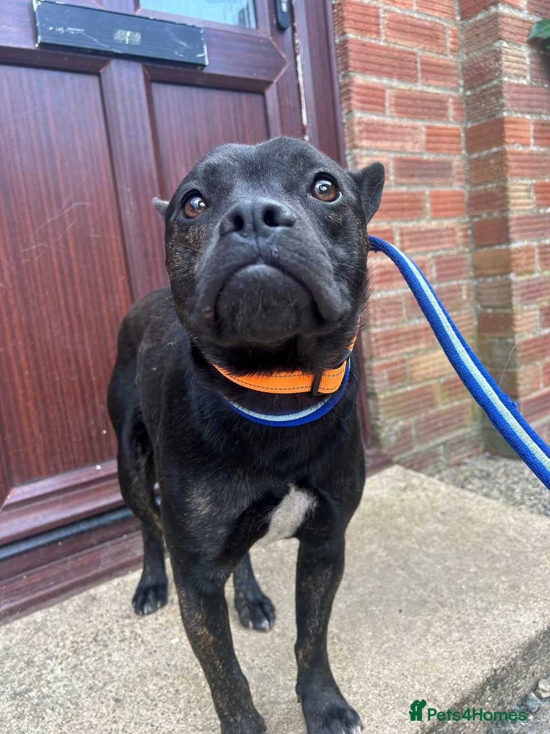 Mixed Breed dogs for adoption: Jack - Norwich Norfolk  - Image 7
