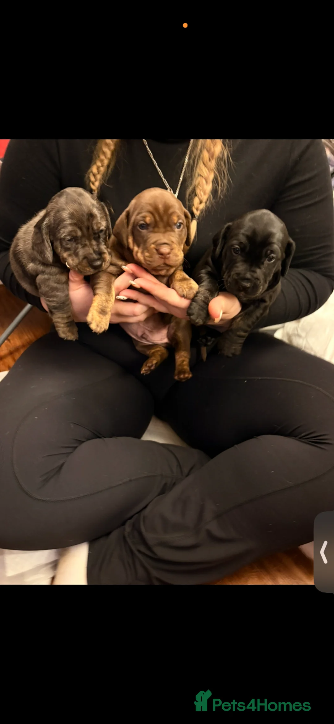Mixed Breed dogs for sale: Beautiful Doxle puppies🩵💗🐾 - Advert 2