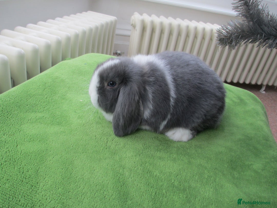 Mini Lop rabbits for sale: Baby Mini Lops - Advert 2
