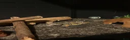 Leopard Gecko reptiles for sale: Barney  - Advert 2
