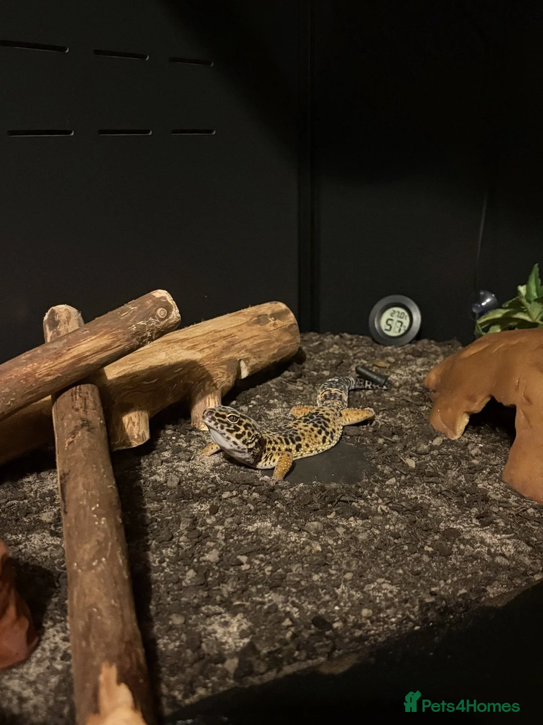 Leopard Gecko reptiles for sale: Barney  - Advert 2