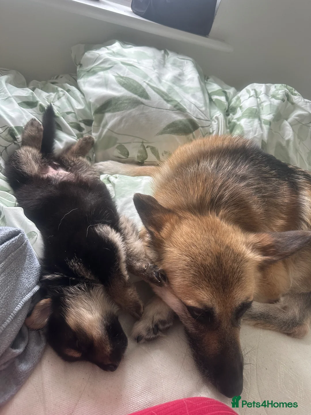 German Shepherd dogs for sale: Luna  in Crewe - Advert 1