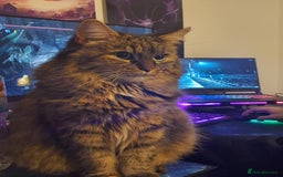 Mixed Breed cats for sale: Frankie  - Image 9