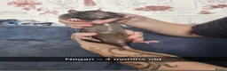 Rat rodents for sale: 5 female rats  - Advert 3