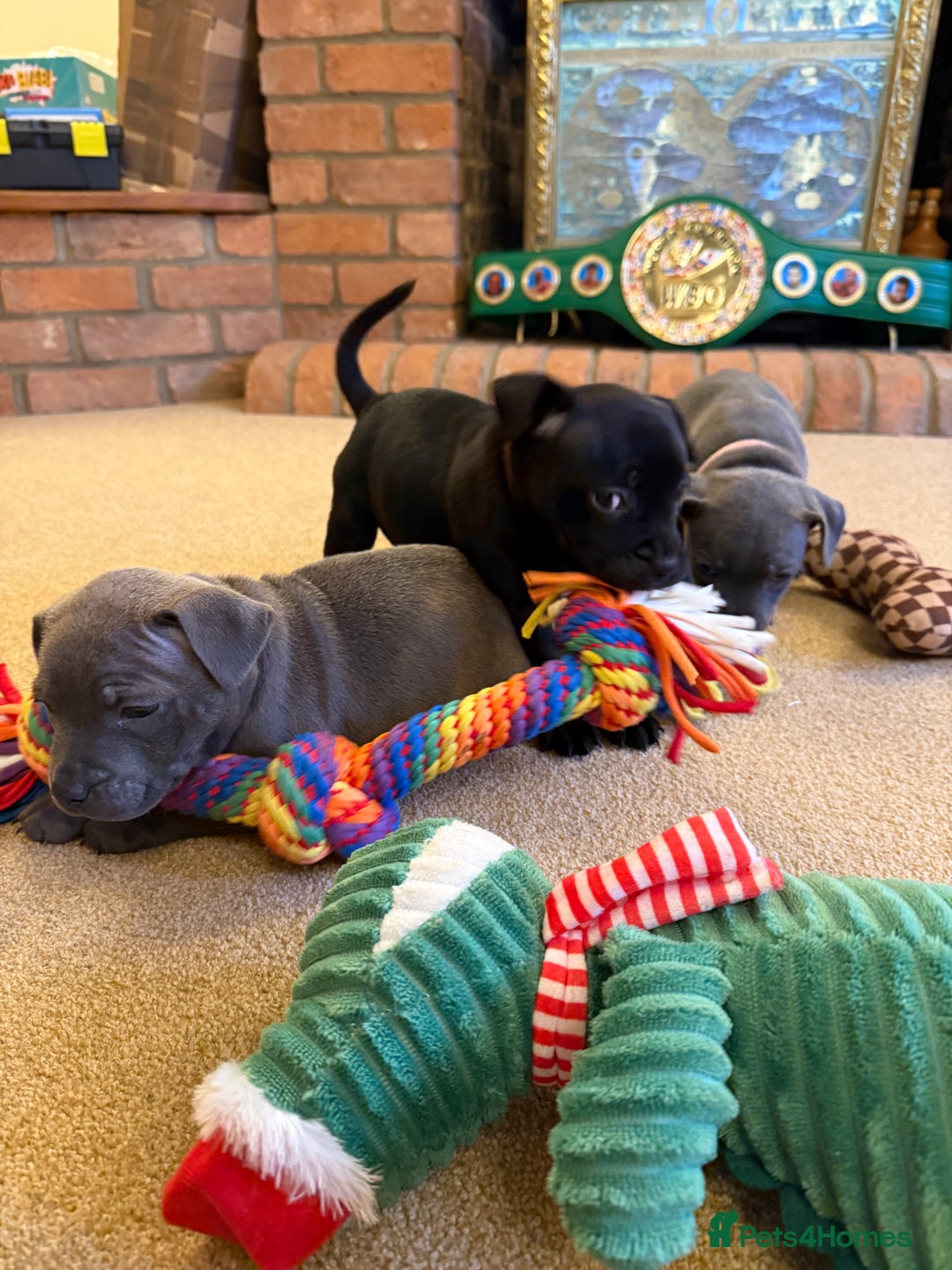 Staffordshire Bull Terrier dogs for sale: Health Tested Clear Staffordshire Bull Terrier's - Advert 10