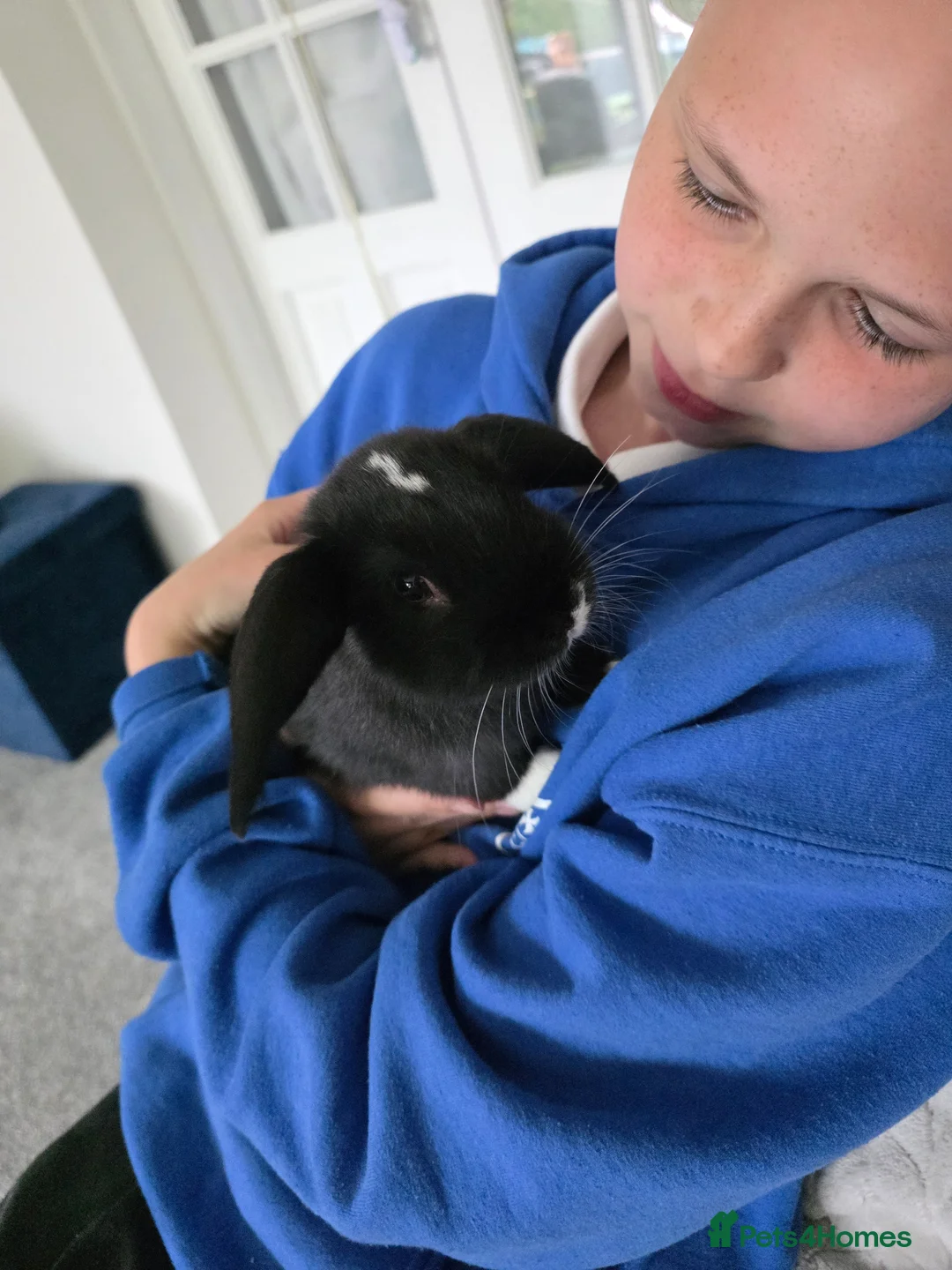 Mini Lop rabbits for sale: Baby rabbit - Advert 2
