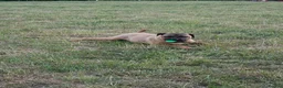 Mixed Breed dogs for sale: Staffy cross cane Corso  - Advert 8