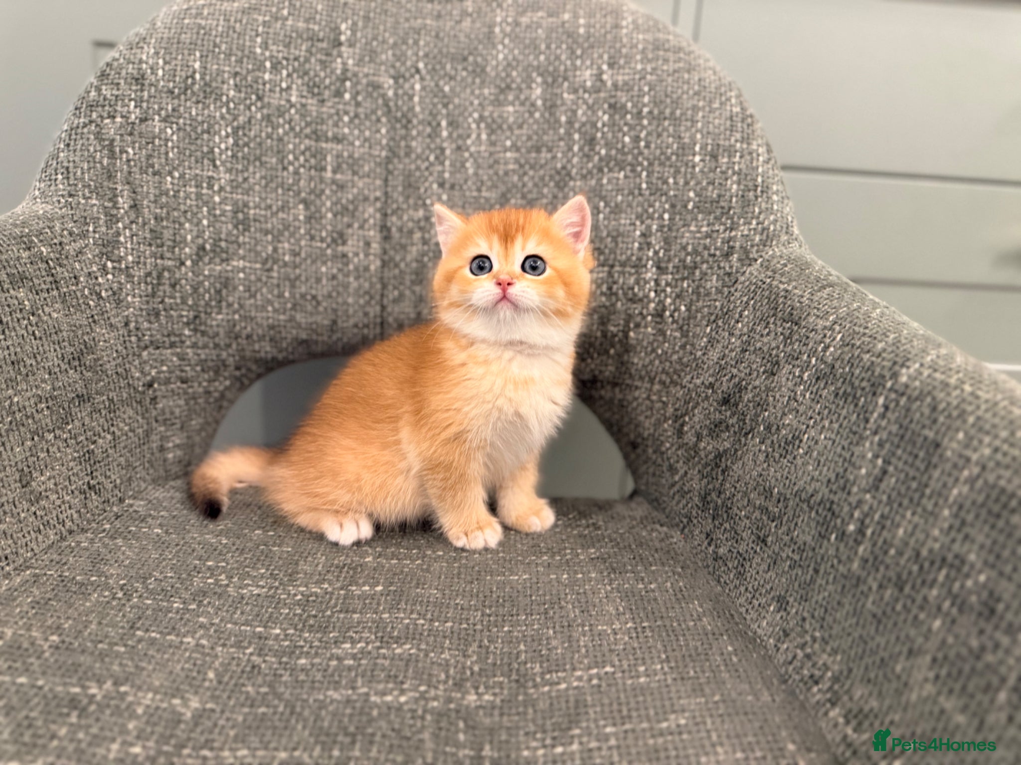British Shorthair cats Super cute British shorthair kitten - Advert 2