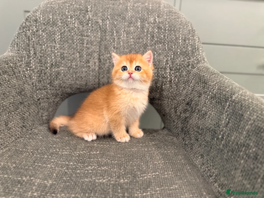 British Shorthair cats for sale: Super cute British shorthair kitten - Advert 2